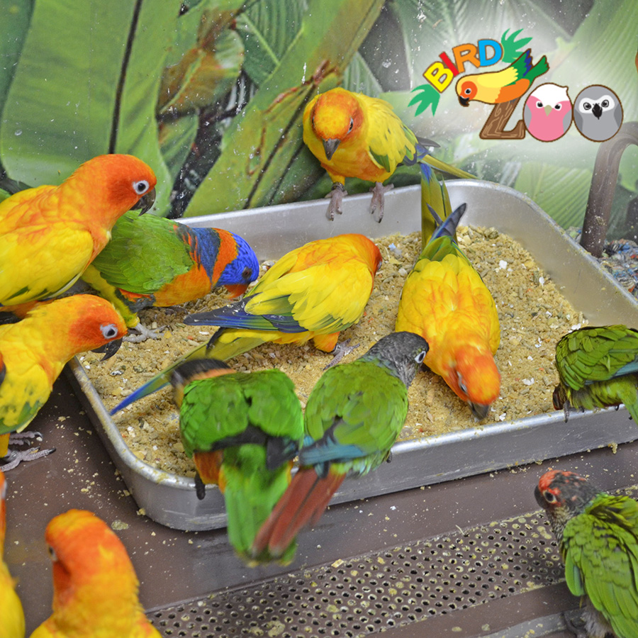 閉店：【横浜本牧BIRD Zoo】第22回　運が良ければ見られるかも？鳥さんたちのお食事風景をご紹介！