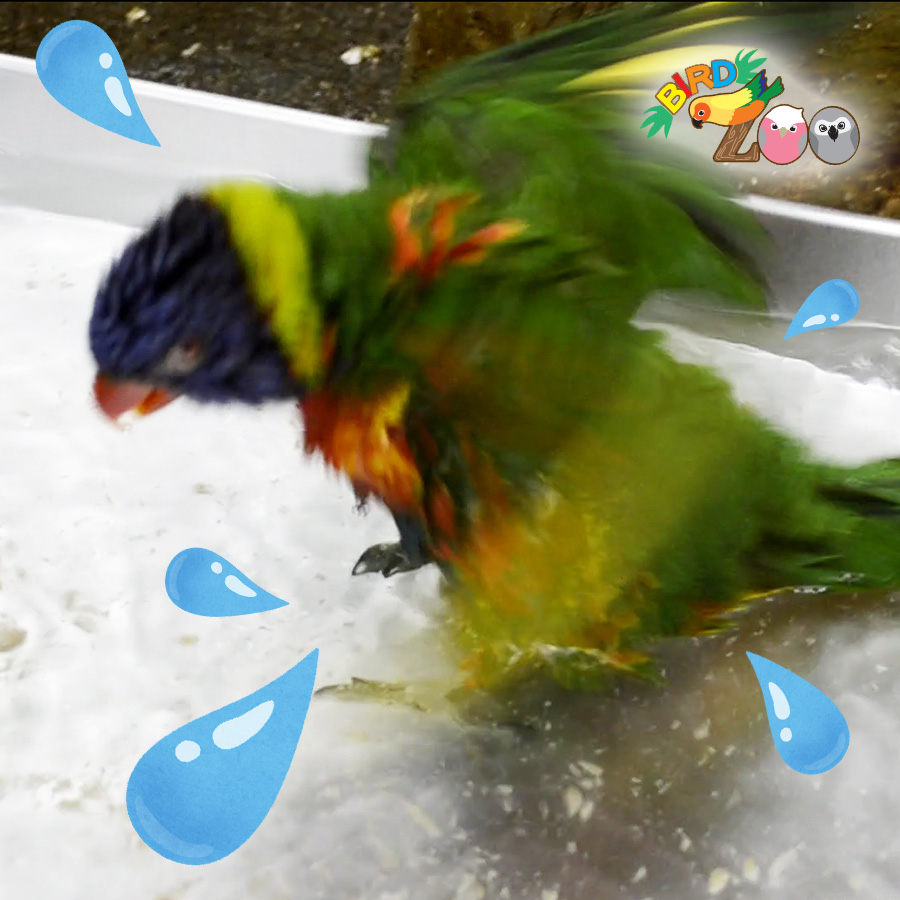 閉店：【横浜本牧BIRD Zoo】第23回　インコさんの水浴び風景をご紹介