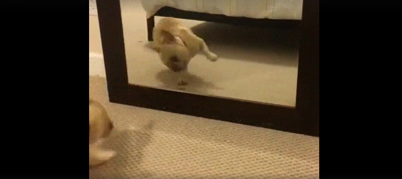 癒し動画 犬