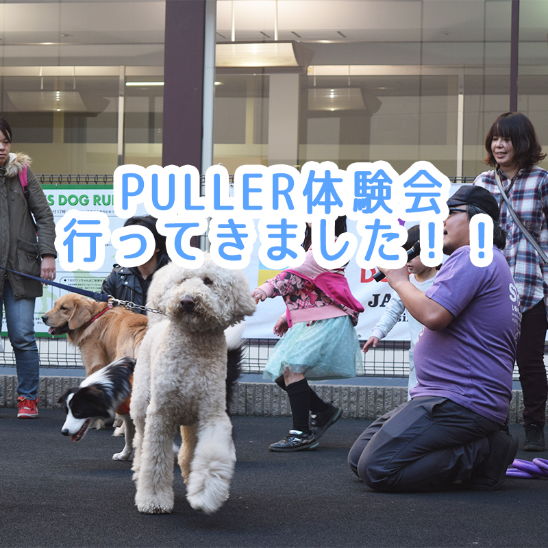 【遊びを発見しよう】ペットのコジマ横浜本牧店で今年最後のPULLER(プラー)体験会が行われました！