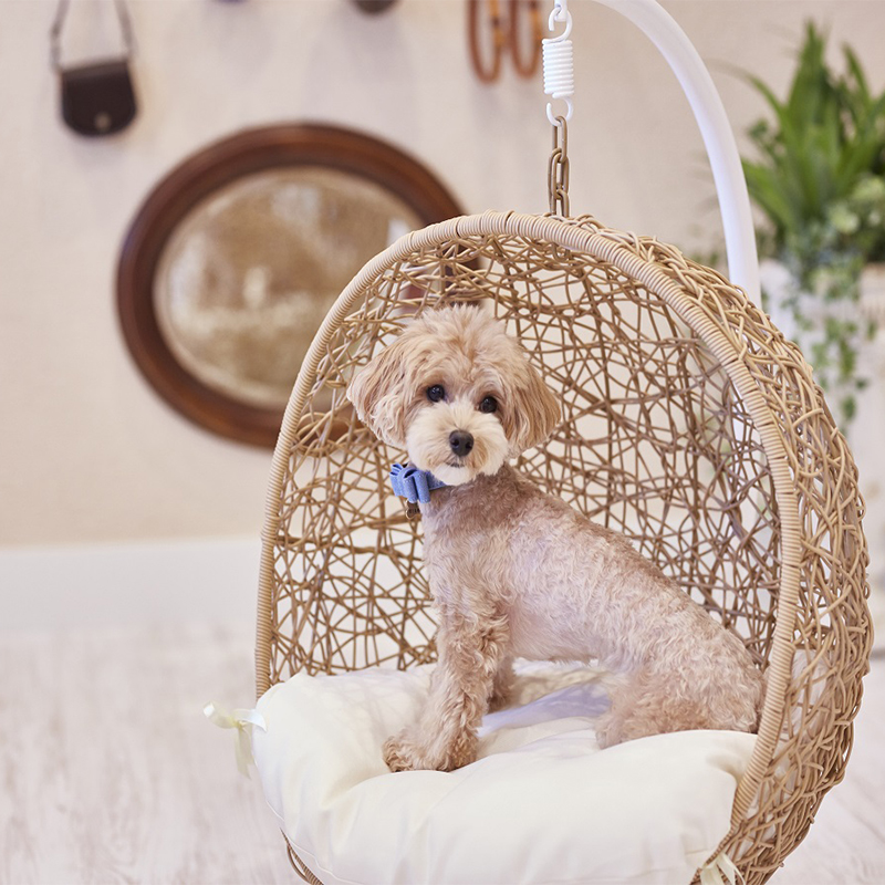 「ルシアン旧軽井沢」愛犬とずっと一緒に、愉しむ、くつろぐ、泊まる。共立リゾート初のペット同宿ホテル誕生。