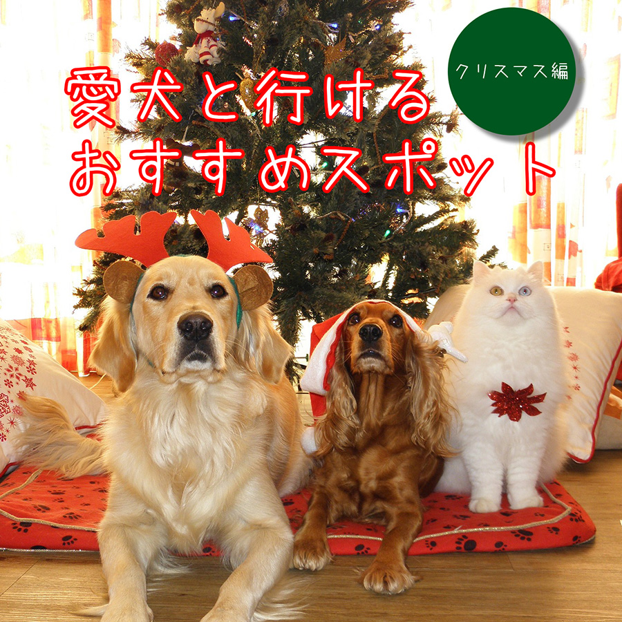 愛犬と行けるおすすめスポットクリスマス編！おうちで楽しめる愛犬用パーティーレシピも☆
