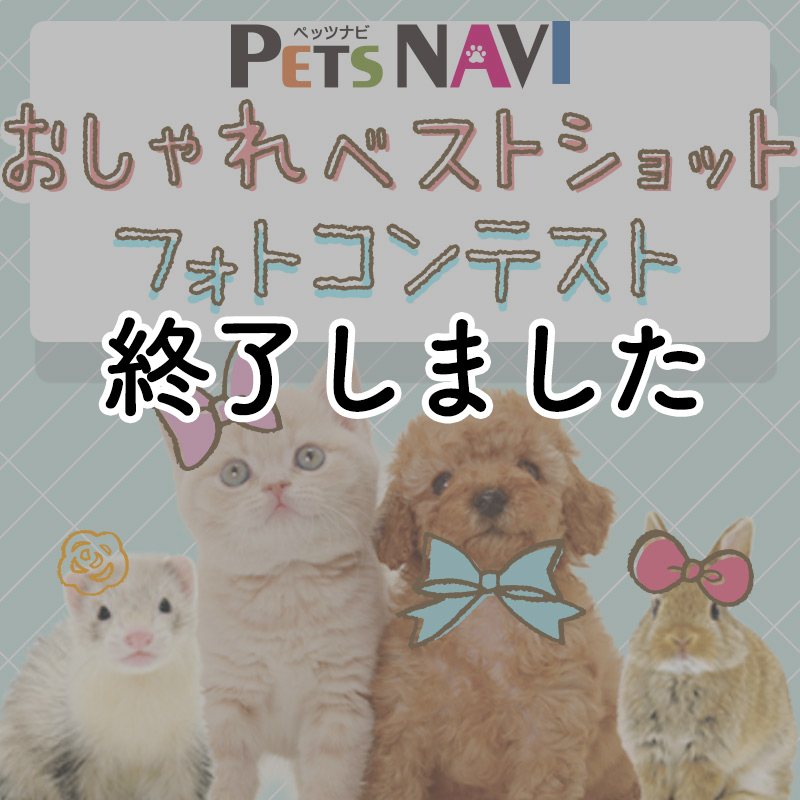 PETSNAVIの第10号『おしゃれベストショット』フォトコンテスト開催中！