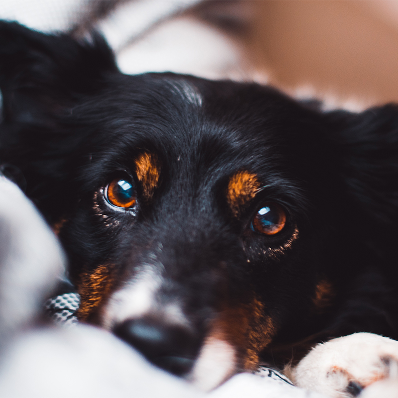 【大型犬の介護】老犬のためにできる室内環境の工夫とは？こまめな寝返りで床ずれを防止！
