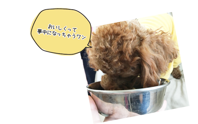 犬_ご飯