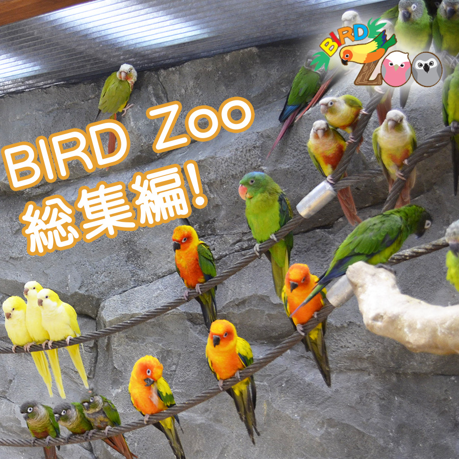 閉店：【横浜本牧BIRD Zoo】第27回ゆく年くる年！酉年の最後に、今まで紹介した鳥さんをまとめてご紹介