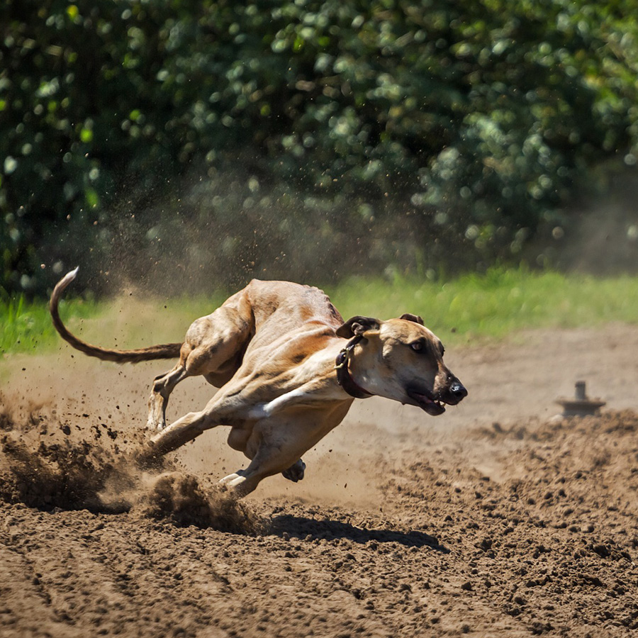 走るのが得意な犬種は何？短距離と長距離が得意な犬種は違う？
