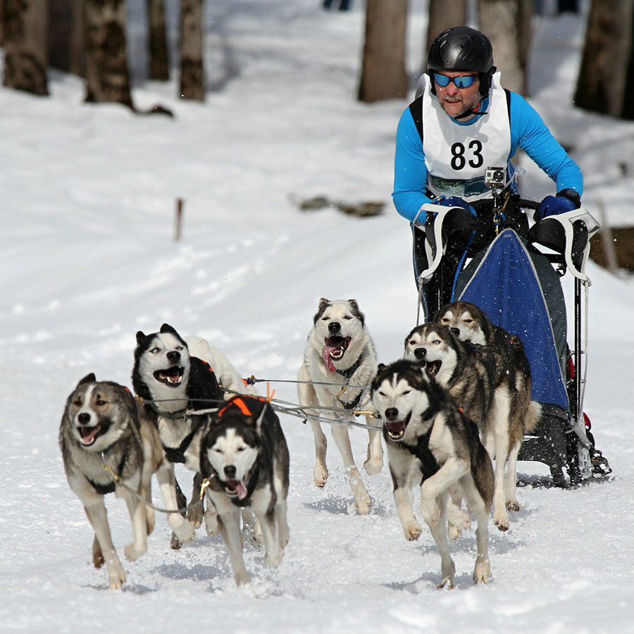 北海道で体験できる犬ぞり3選！犬ぞりの歴史や犬種を知ろう！