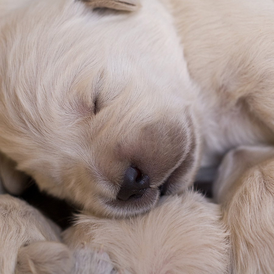 寝相でわかる犬の心理。寝ているときの愛犬はどんな気持ち…？