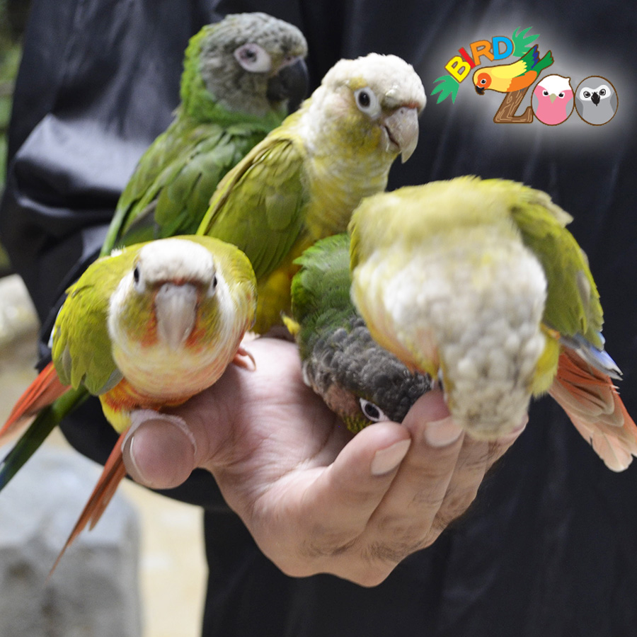 【横浜本牧BIRD Zoo】第28回バードズーの鳥さんたちと仲良くなろう！ふれあい方をご紹介