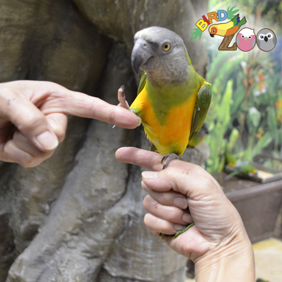 閉店：【横浜本牧BIRD Zoo】第31回　バードズーの鳥さんは芸達者！インコに芸を覚えさせるには？