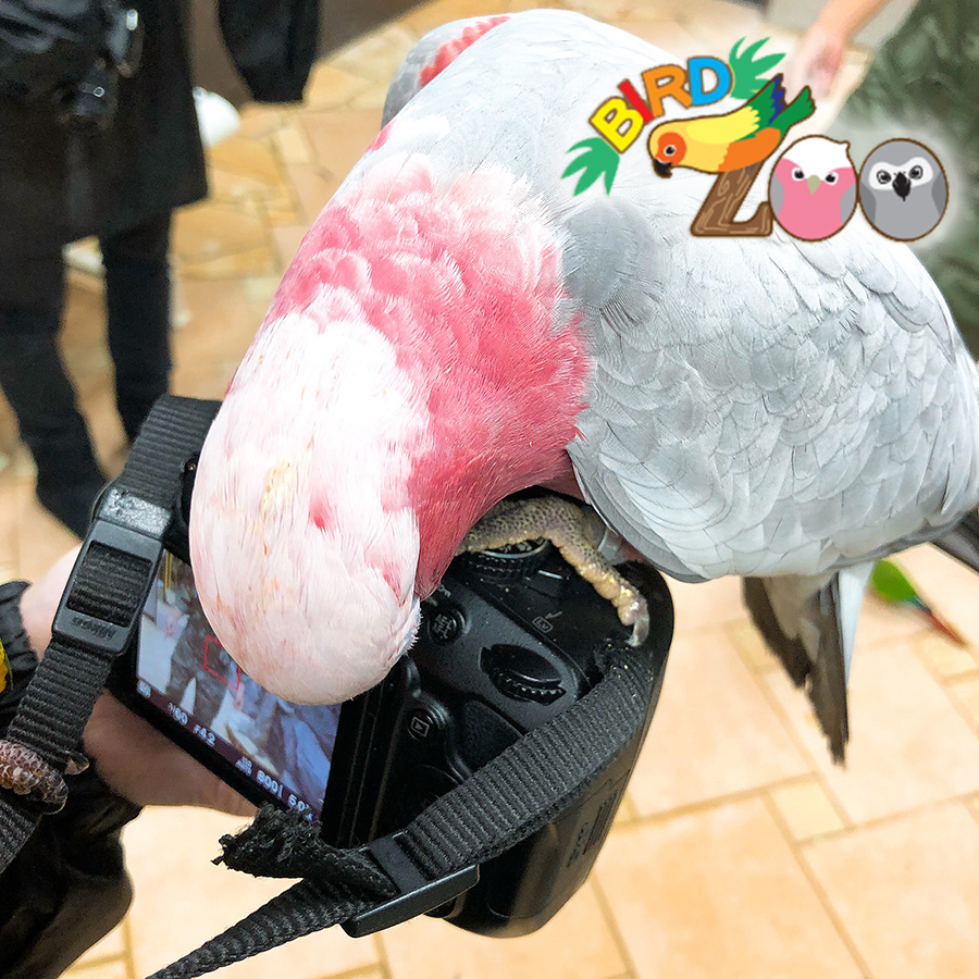 閉店：【横浜本牧BIRD Zoo】第30回　バードズーに行く前の心構え！鳥さんとふれあいを楽しむための注意点