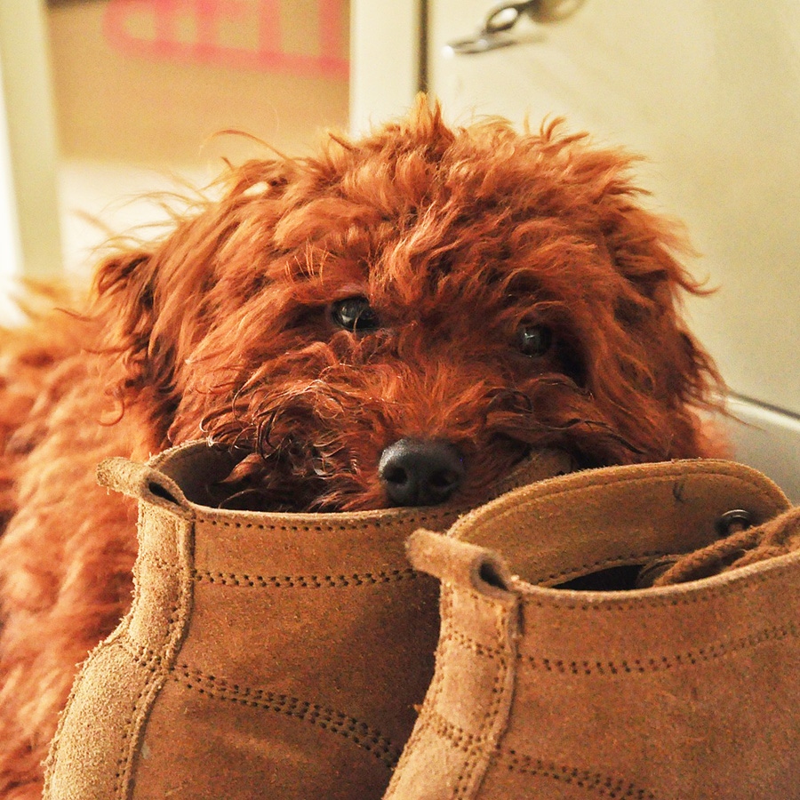 犬が靴や靴下が好きな理由3つ！靴や靴下を噛まれたくない対処法も