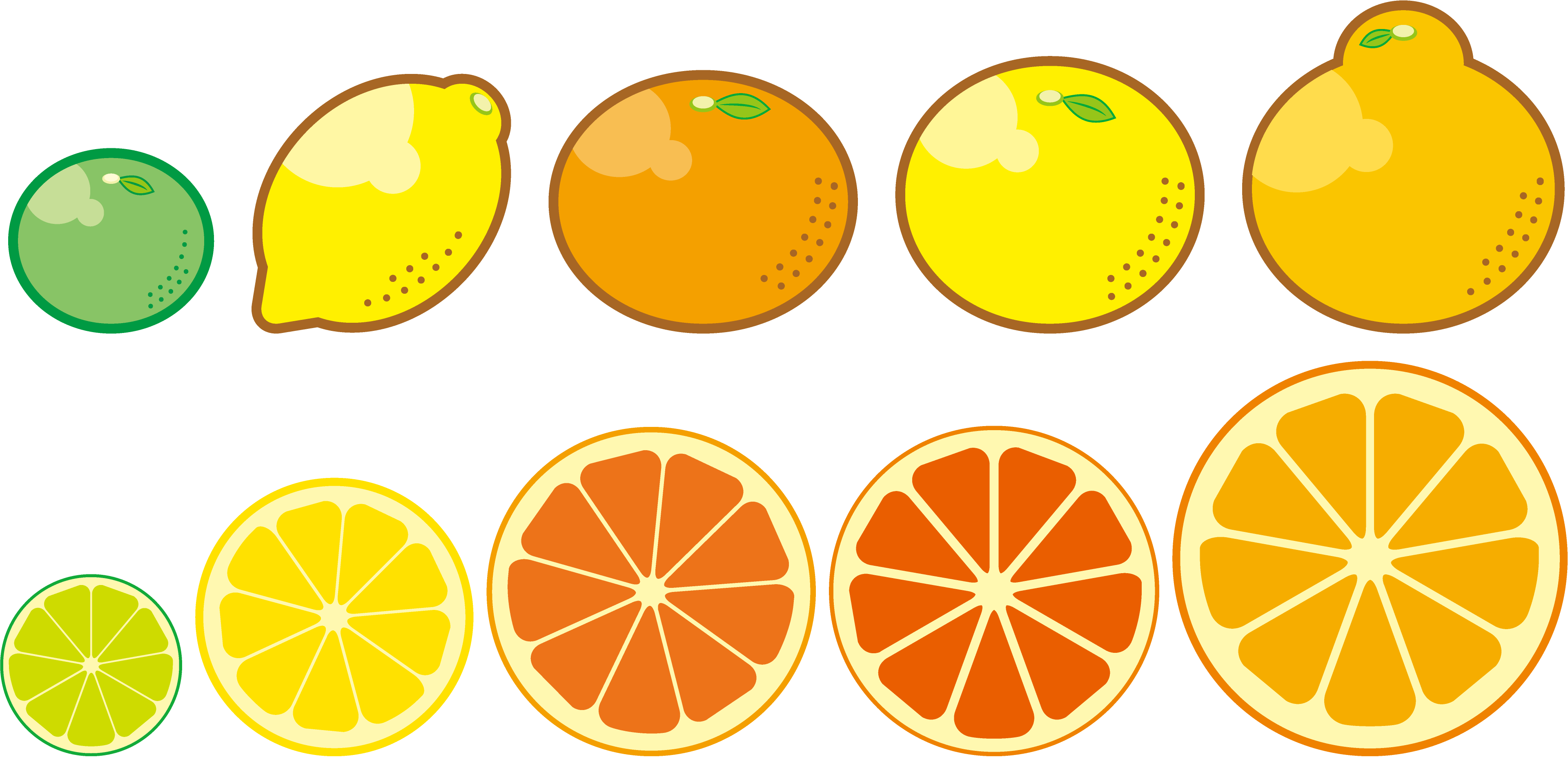 柑橘類のイラスト