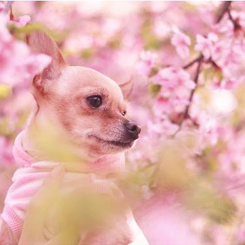 園内2,500本の桜をワンちゃんと楽しめる！関東最大級の桜の祭典「さがみ湖さくら祭り」が3/21～4/22開催