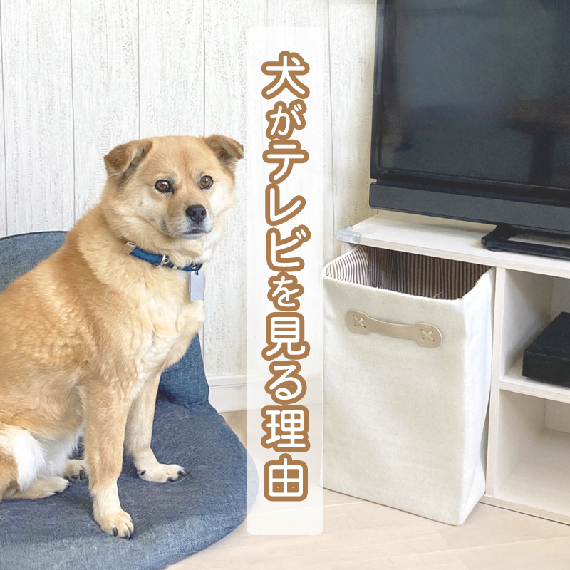 犬がテレビを見る理由とは。テレビの見え方や聞こえ方、注意点をご紹介！
