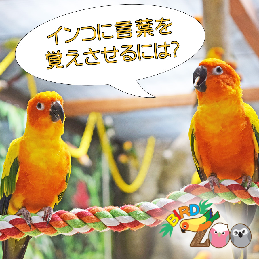 閉店：【横浜本牧BIRD Zoo】第32回　インコに言葉を覚えさせるには？バードズーの鳥さんは喋る？