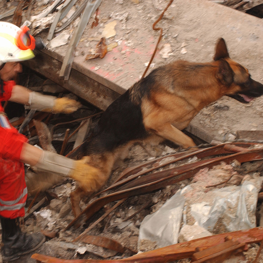 災害救助犬ってどんな犬種が多いの？被災者のために働く犬たち