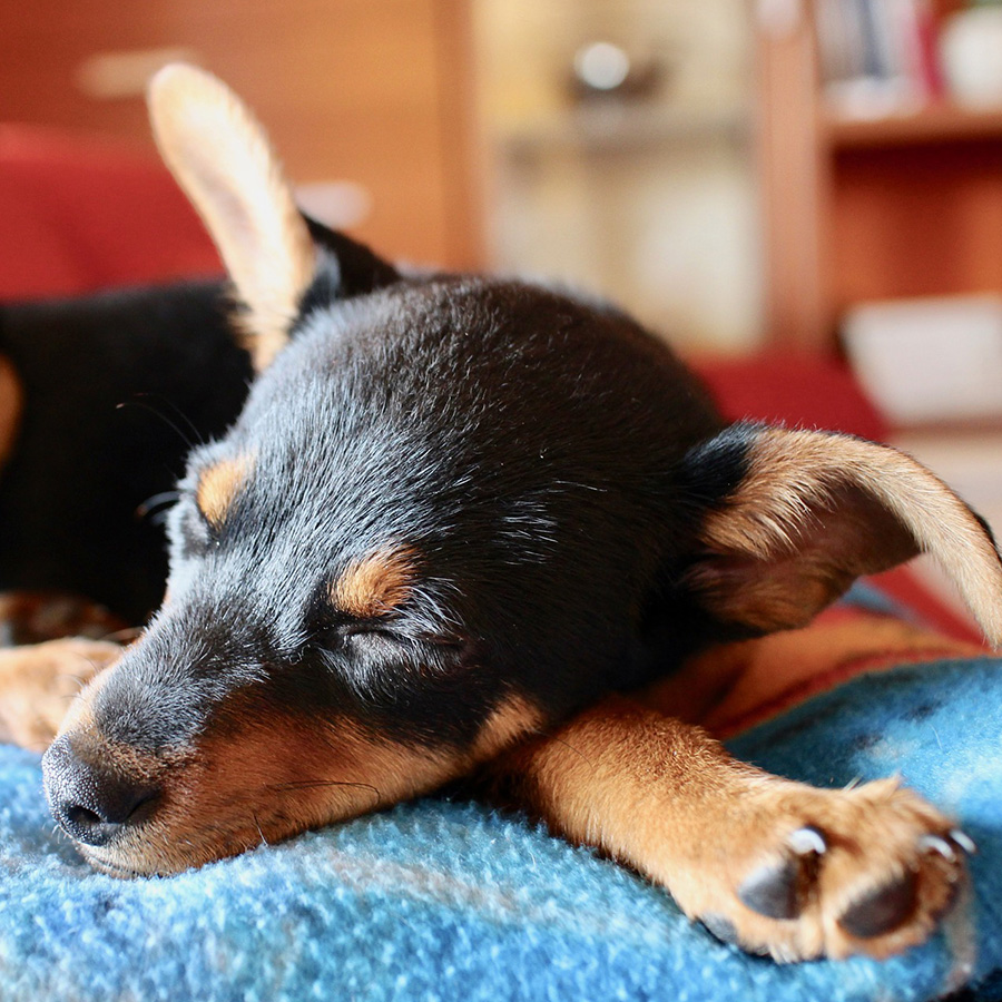 愛犬がなかなか起きない･･･犬の睡眠時間の秘密！人間よりも多い？少ない？