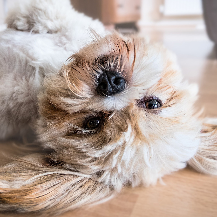 【獣医師監修】犬の目が白く濁る「白内障」症状・原因は？予防はできる？