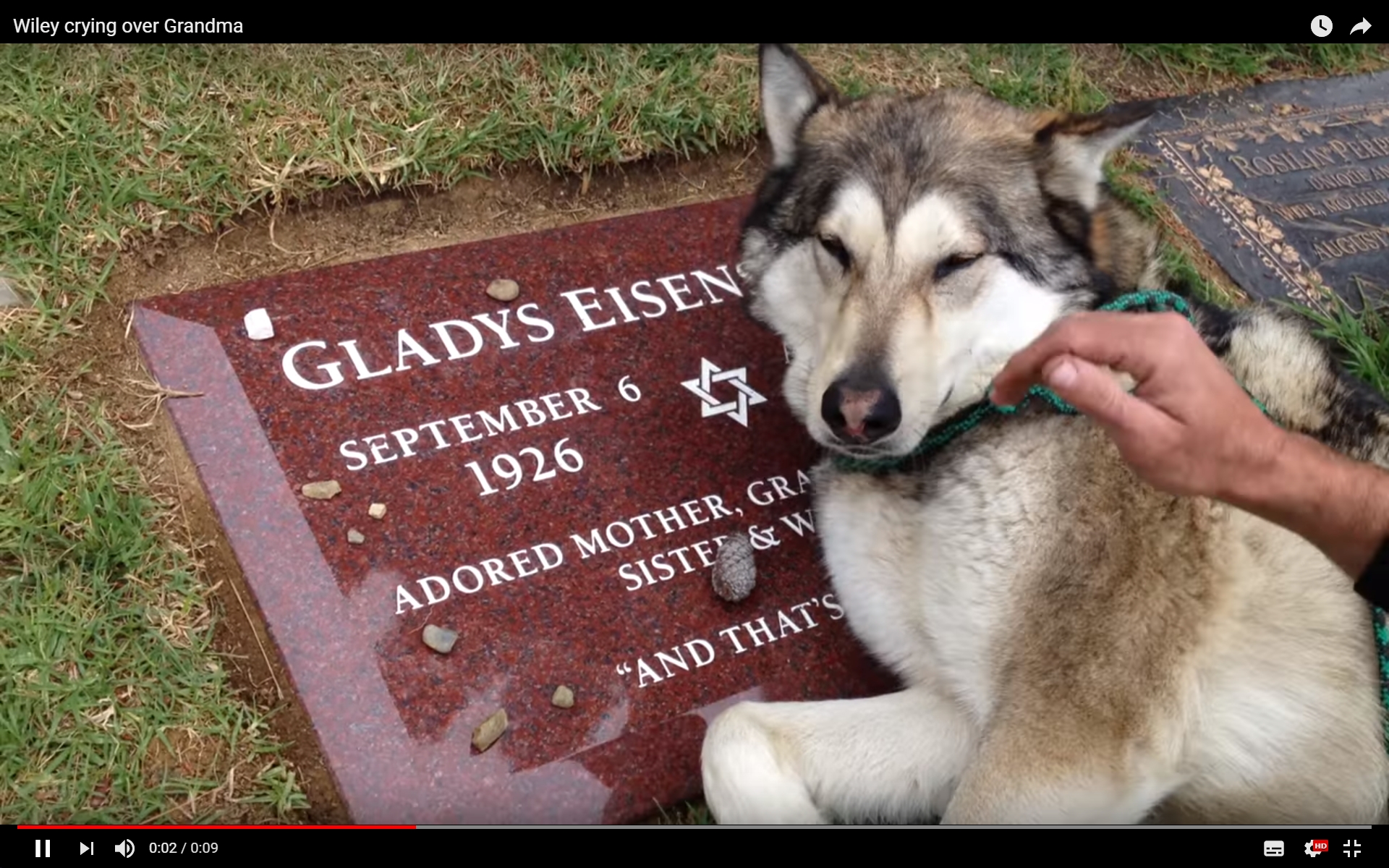死に別れた飼い主のお墓に寄り添い泣くウルフドッグ 犬は別れを理解するのだろうか 犬の総合情報サイト ペットスマイルニュースforワンちゃん