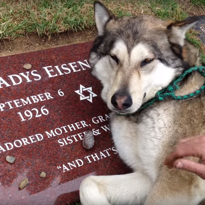 死に別れた飼い主のお墓に寄り添い泣くウルフドッグ。犬は別れを理解するのだろうか？