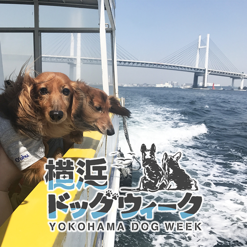 横浜は犬も飼い主さんもハッピーになれる犬にやさしい街でした！