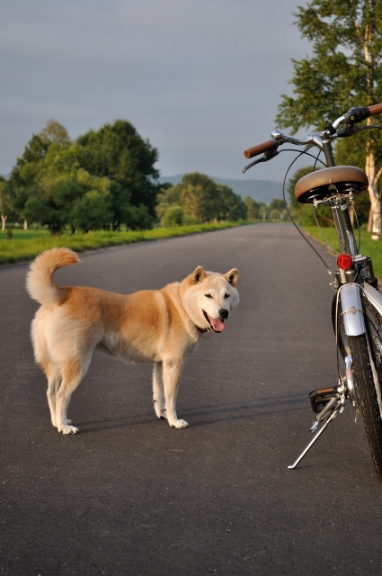 犬　自転車　並走