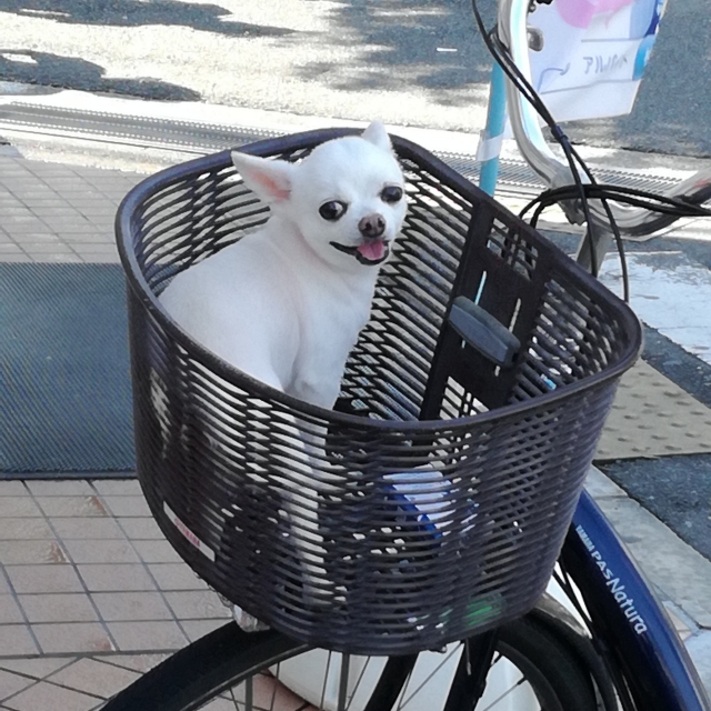 犬　自転車　載せる