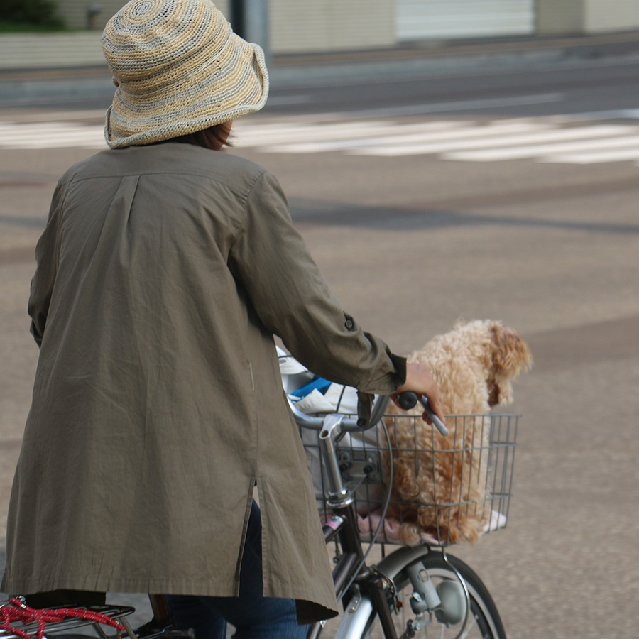 愛犬との自転車での散歩は条例違反？自転車に乗せるのは危険？