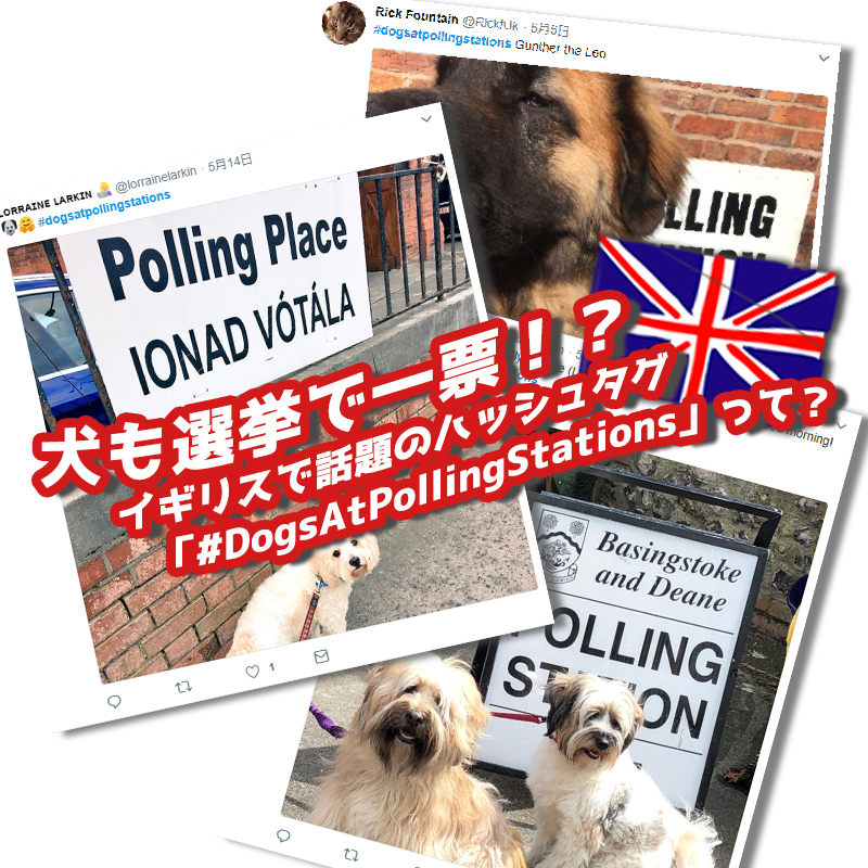 犬も選挙で一票！？イギリスで話題のハッシュタグ「#DogsAtPollingStations」って？