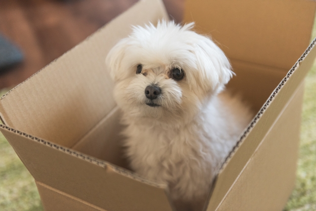 段ボール箱に入る犬