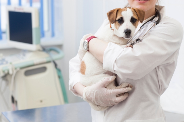 犬の血便の検査方法