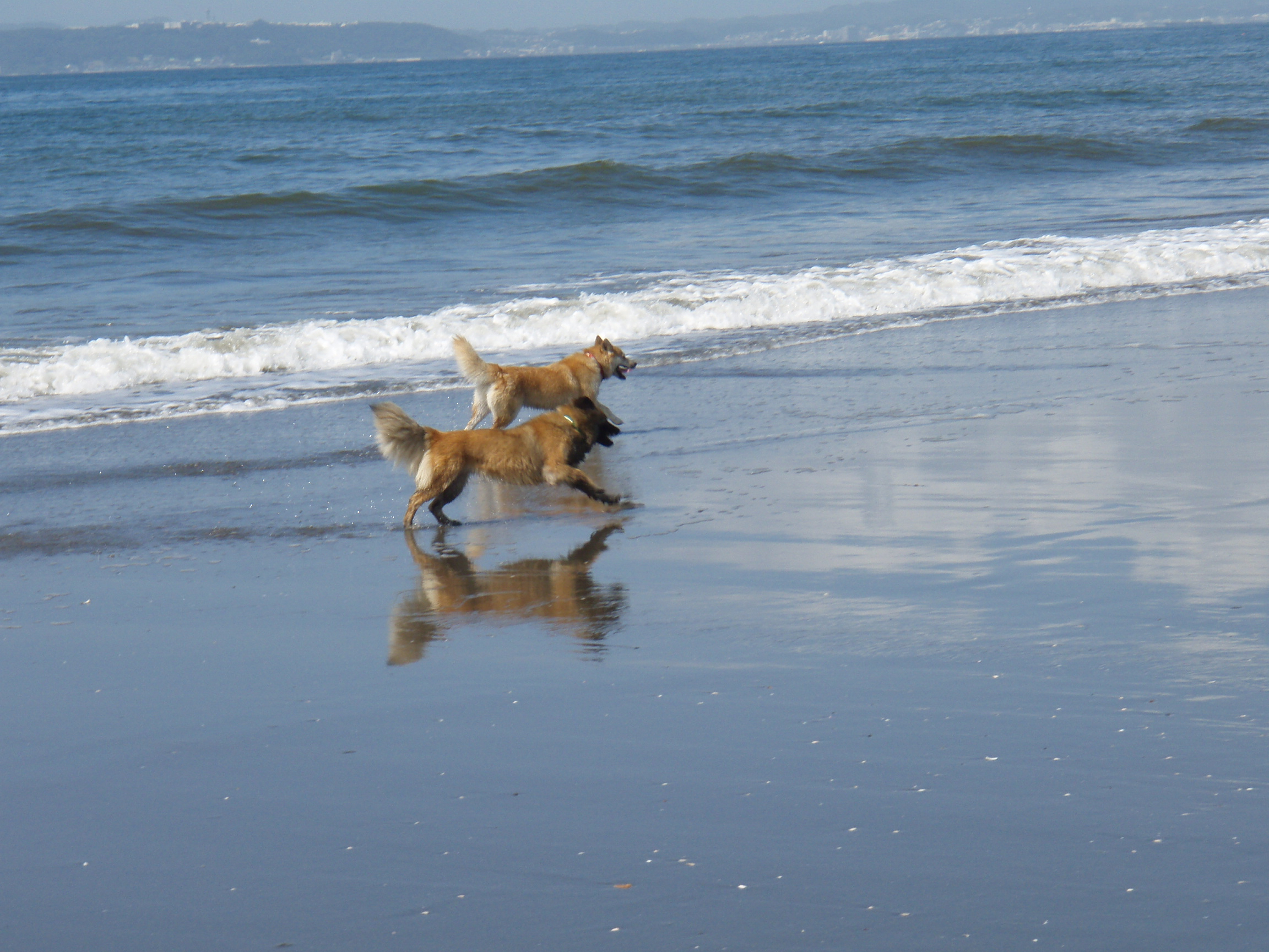 犬が海水を飲んだら危険？