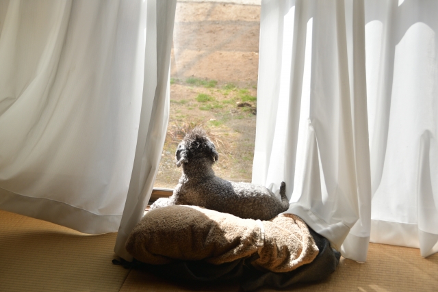 窓辺で日向ぼっこする犬