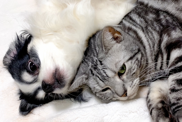 仲良しな犬と猫