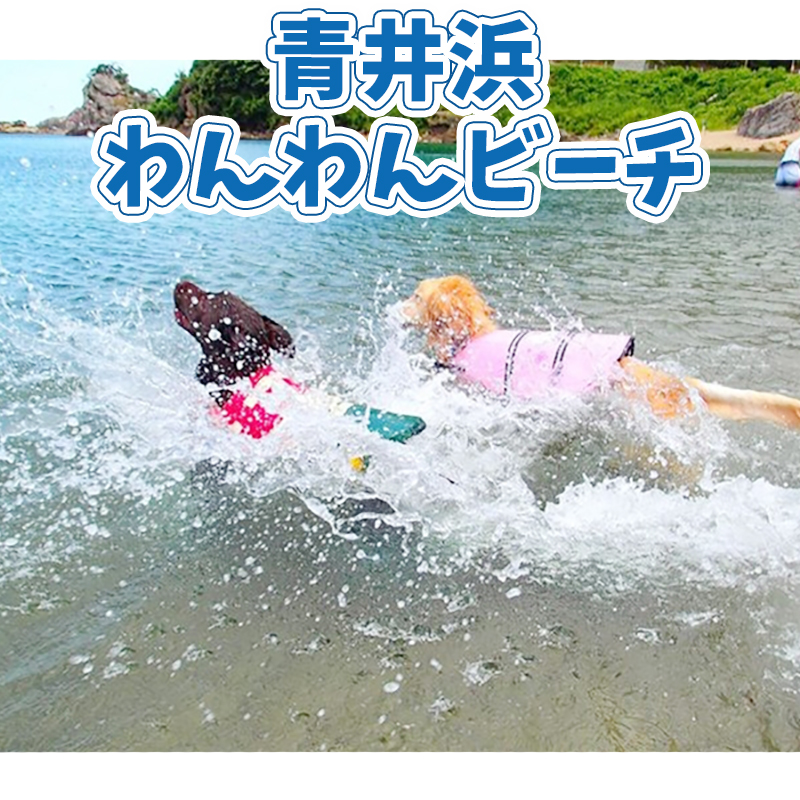 犬専用の海水浴場が今年もオープン！青井浜わんわんビーチで思いっきり遊ぼう！／兵庫県豊岡市