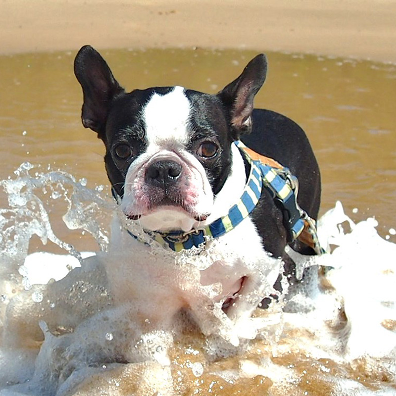 犬と一緒に海に行くときの４つの注意！海水を飲んだら危険！？