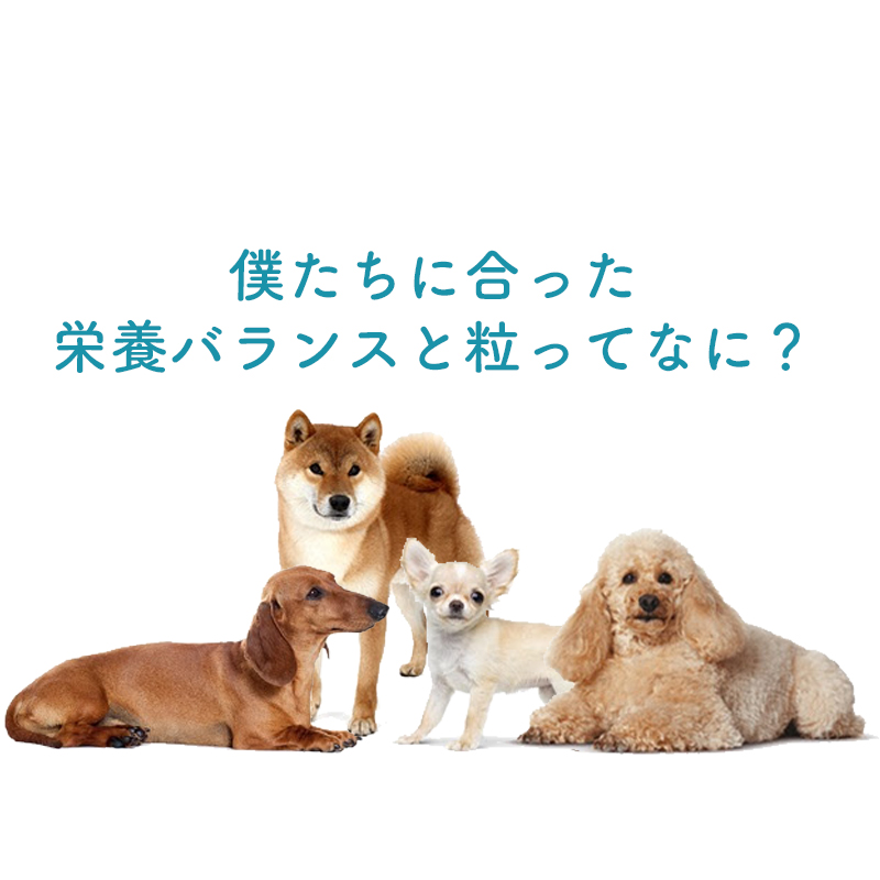 柴犬は日本の四季に合わせて換毛！プードルの毛は伸び続ける・・・気を付けてあげたい食事のポイントとは？