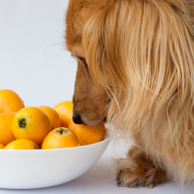 犬にも重要なビタミンCの働きや効果！ビタミンCの摂取方法は？