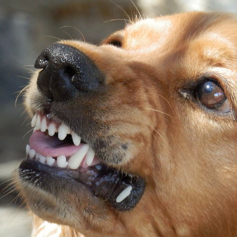 成犬の噛み癖は直る？噛む原因や改善方法とは？