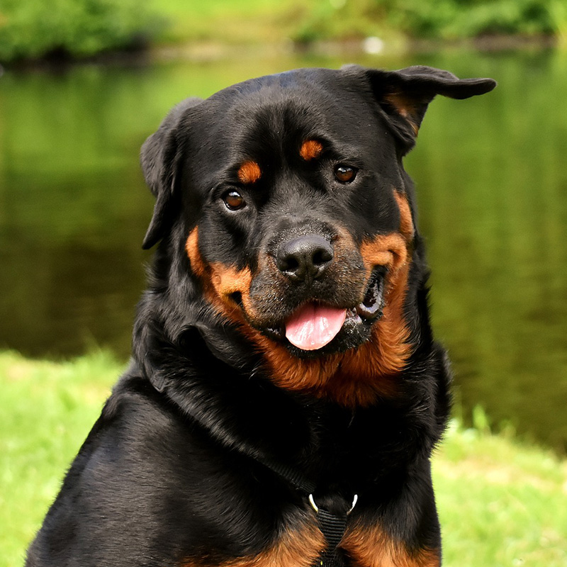 番犬に向いているおすすめ犬種 ご紹介 特徴と愛犬を番犬にする方法