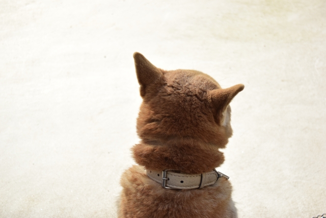 首輪をしている柴犬