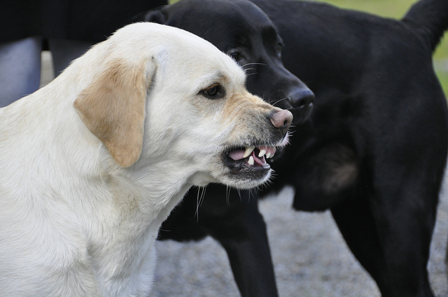 犬が唸る理由は何 唸りやすい犬種と唸る状況別の対処法を紹介