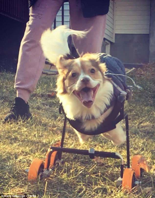 犬,海外エンタメ,車椅子,障害
