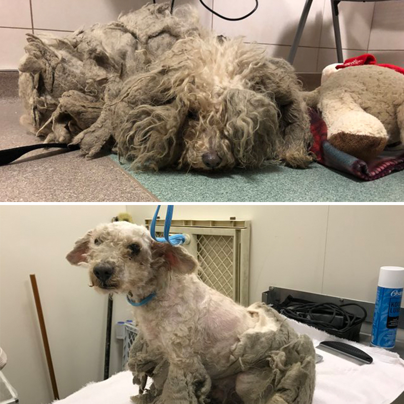 1kg以上もの厚い毛を身にまとった犬→救助されて驚くほどキュートな姿に！
