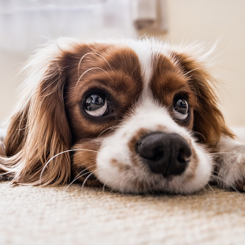 犬が上目遣いをする意味は？目をそらす表情、困り顔の理由。