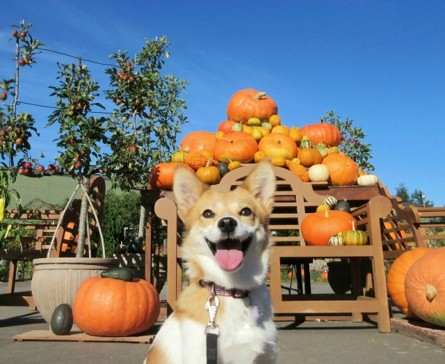 犬はかぼちゃを食べても大丈夫？