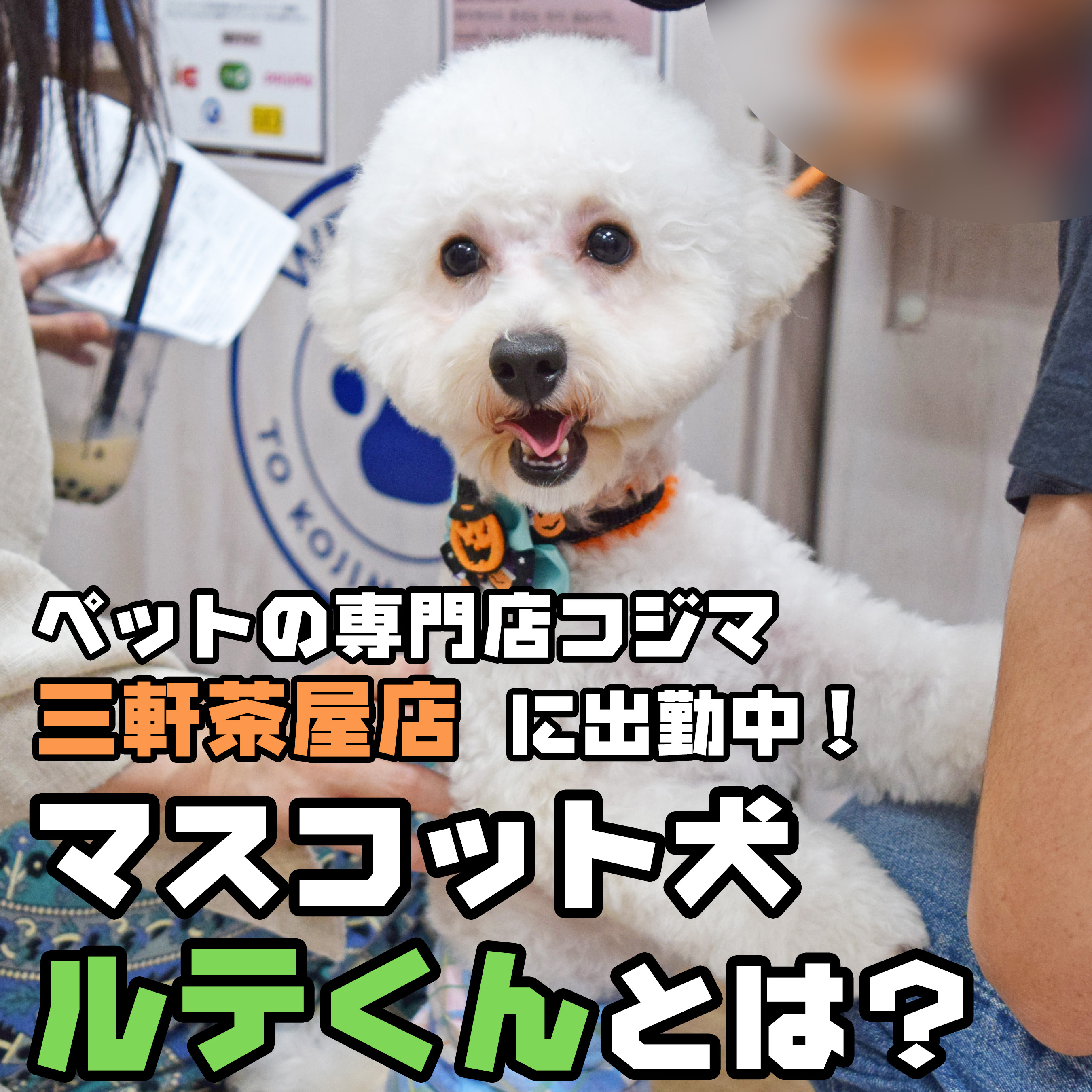 【看板犬】ペットの専門店コジマ三軒茶屋店マスコット犬ルテくんをご紹介