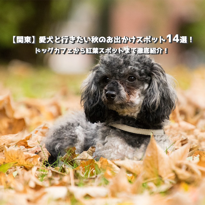 【関東】愛犬と行きたい秋のお出かけスポット14選！ドッグカフェから紅葉スポットまで徹底紹介！